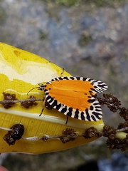 Pseudatteria volcanica