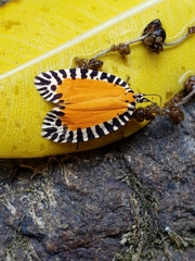 Pseudatteria volcanica