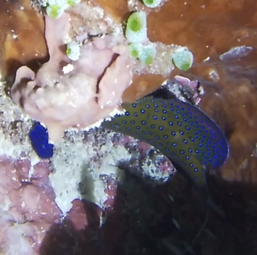 Peacock Grouper (Cephalopholis argus)