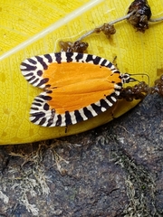 Pseudatteria volcanica