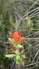 Castilleja fissifolia