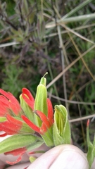Castilleja fissifolia