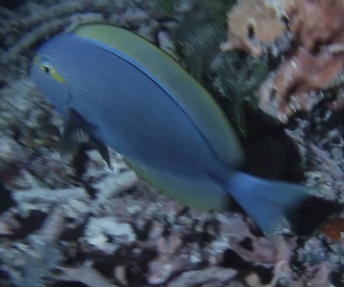 Yellowmask Surgeonfish (Acanthurus mata)