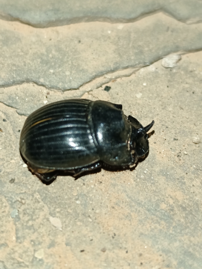 Copris pueli