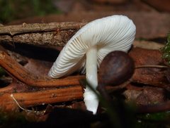 Leucoagaricus ooliekirrus