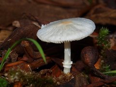 Leucoagaricus ooliekirrus