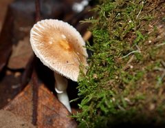 Leucoagaricus ooliekirrus