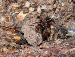 Rhytidoponera tasmaniensis