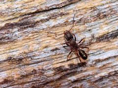 Rhytidoponera tasmaniensis