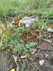 Badener Bluegrass (Poa badensis)
