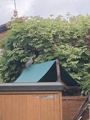 Columba palumbus