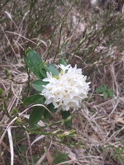 Daphne blagayana