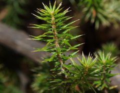 Acrotriche serrulata