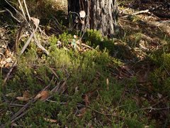 Acrotriche serrulata