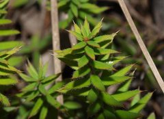 Acrotriche prostrata