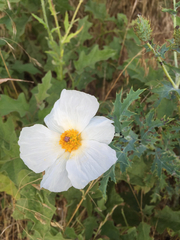 Argemone albiflora texana