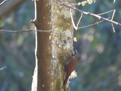 Lepidocolaptes affinis