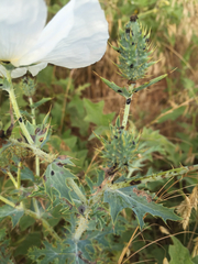 Argemone albiflora texana