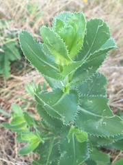 Grindelia ciliata