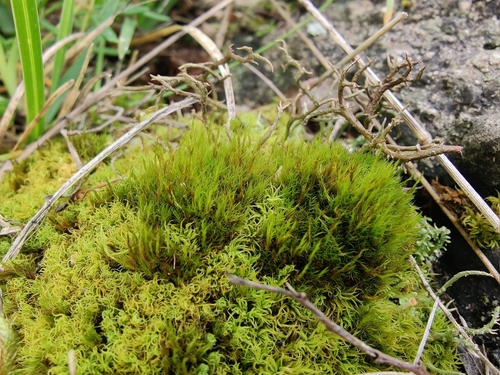 Image of Flexitrichum flexicaule by (c) carnifex, some rights reserved (CC BY)