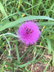 Cirsium texanum