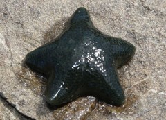 Asterinidae
