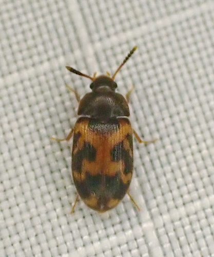 Mycetophagus flexuosus photo 3