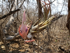 Tillandsia circinnatioides
