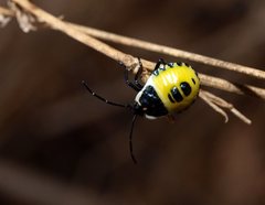 Commius elegans