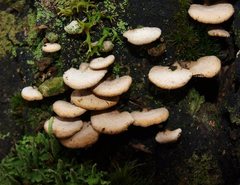 Panellus pusillus