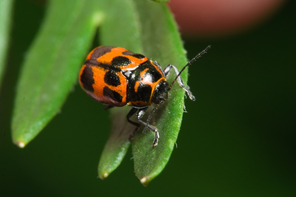 Six-spotted Pot Beetle