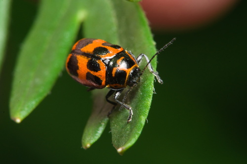 Six-spotted Pot Beetle