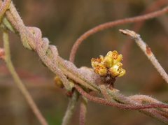 Cassytha pubescens