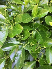 Magnoliopsida