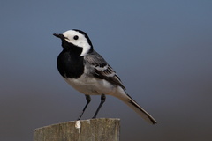 White Wagtail - Photo (c) ZTSurvival, some rights reserved (CC BY-NC), uploaded by ZTSurvival