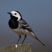 White Wagtail - Photo (c) ZTSurvival, some rights reserved (CC BY-NC), uploaded by ZTSurvival