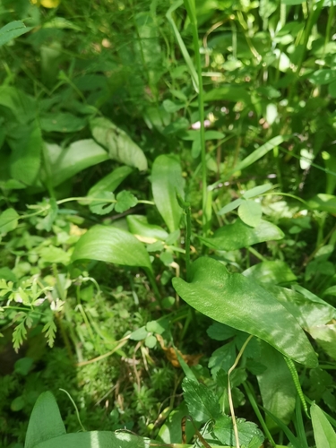 Southern adderstongue (Ophioglossum vulgatum)