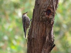 Climacteris erythrops