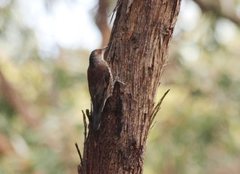 Climacteris erythrops