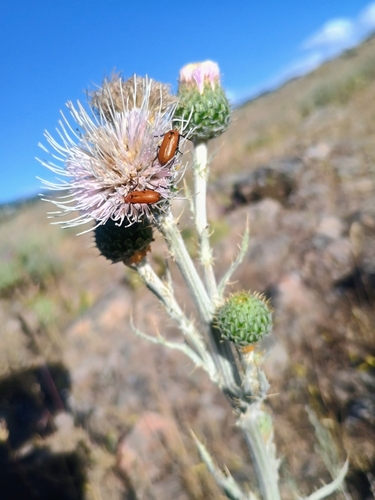 Nemognatha cribraria
