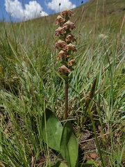 Disperis renibractea