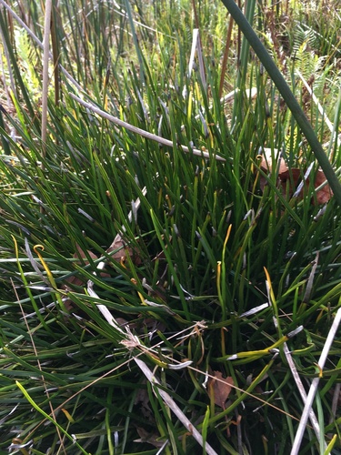 Haplopteris ensiformis iNat (2)