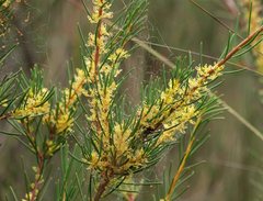 Hakea nodosa