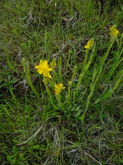 Genista sagittalis
