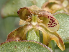 Disperis renibractea