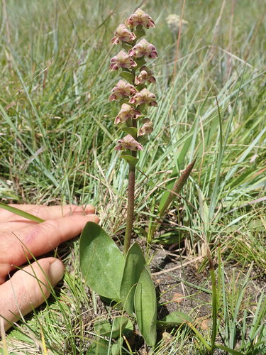 Image of Disperis renibractea by no rights reserved