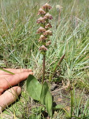 Disperis renibractea