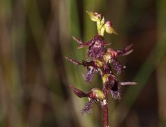 Genoplesium morrisii