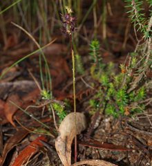 Genoplesium morrisii