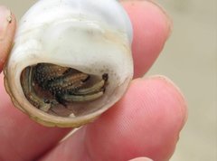 Clibanarius infraspinatus